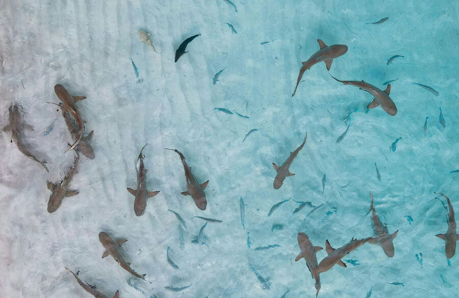 how-sharks-survived-nearly-450-million-years-of-change