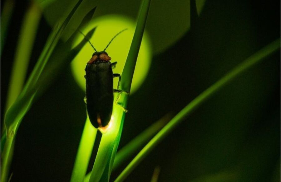 why-do-fireflies-glow