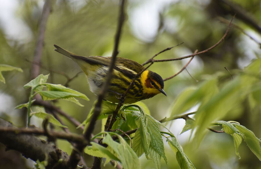why-millions-of-birds-are-migrating-through-ohio-right-now