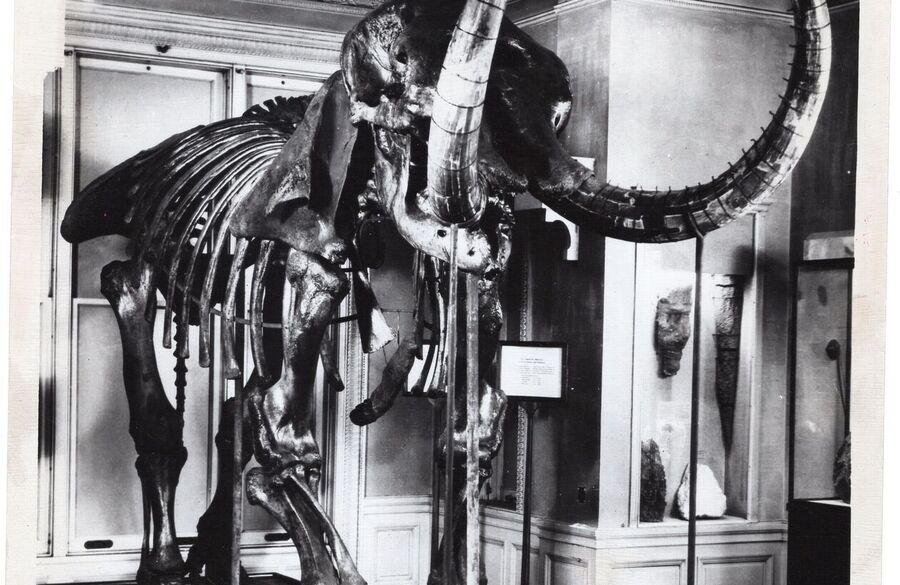 the-johnstown-mastodon-turns-100-the-inside-story-of-an-ohio-discovery