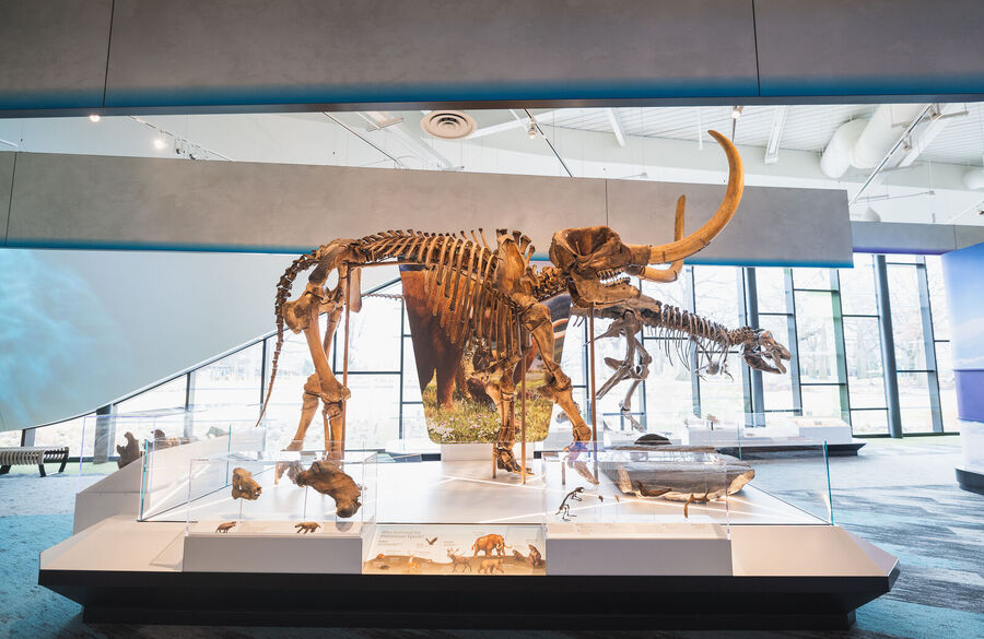 from-ancient-seas-to-ice-age-giants-a-spotlight-on-ohio-natural-history