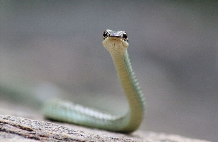 world-snake-day-the-surprising-science-of-snakes