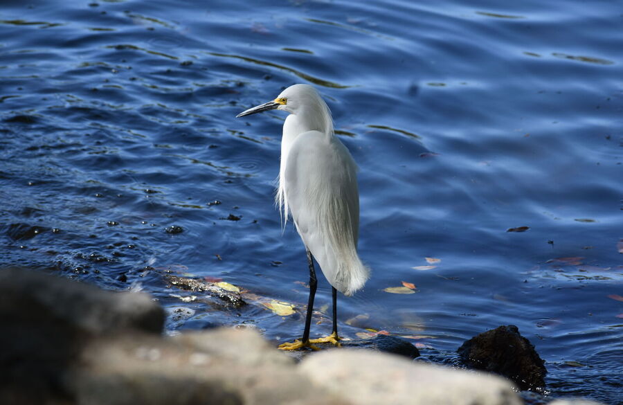 for-the-birds-how-the-migratory-bird-treaty-act-protected-thousands-of-species