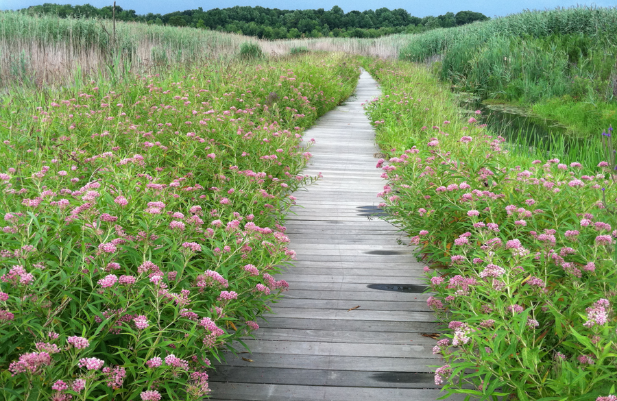 the-story-of-mentor-marsh-how-a-devastated-ecosystem-gained-a-hopeful-new-chapter