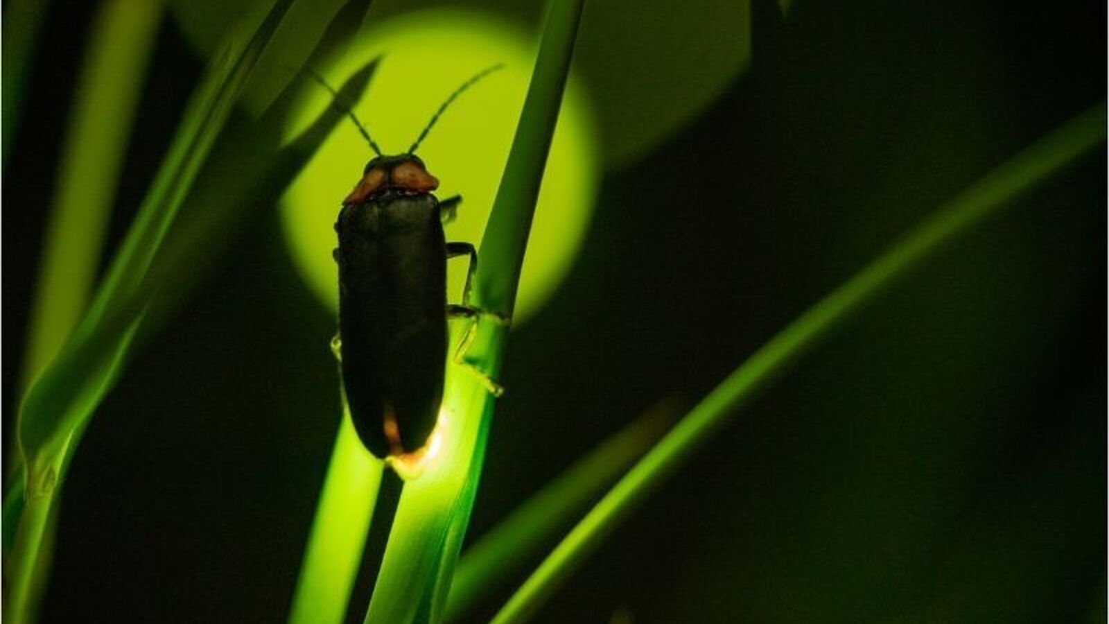 Why Do Fireflies Glow?