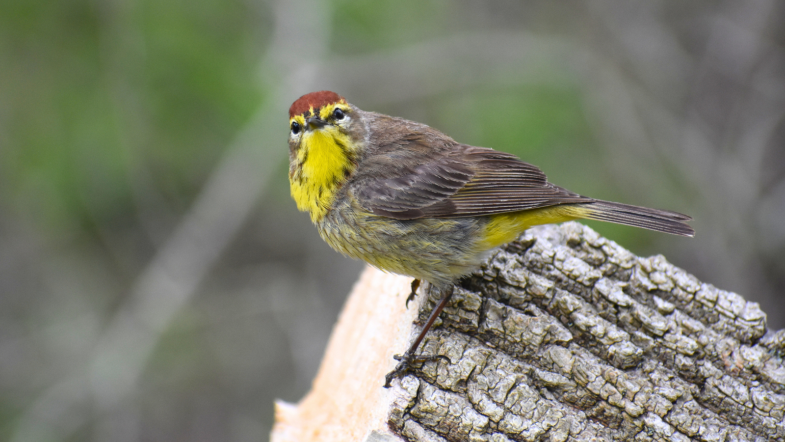 Spring Migration Has Begun: Birds on the Move
