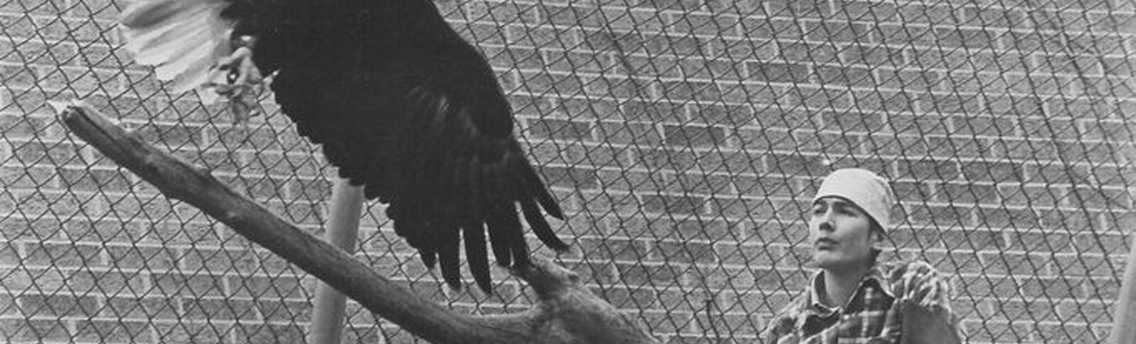 Bald Eagle Recovery