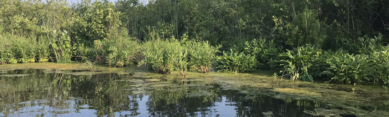 Ohio Wetlands Association