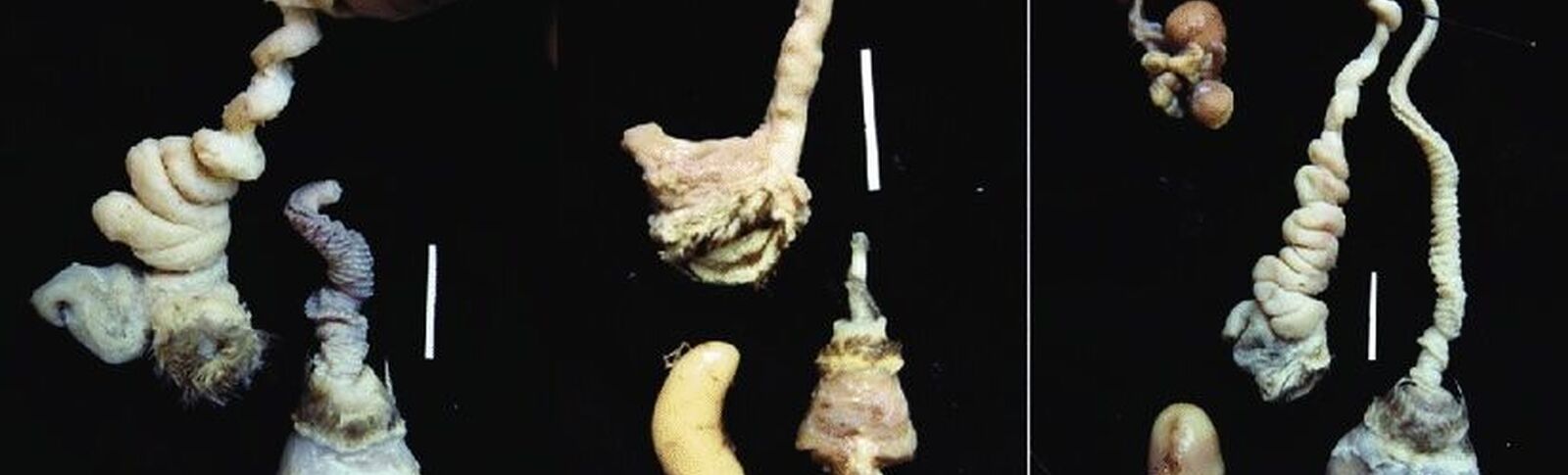 Mechanisms and Evidence of Genital Coevolution