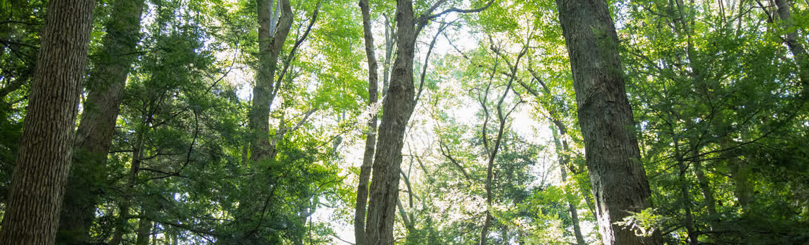 Tree Selector