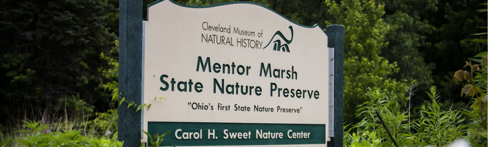 Mentor Marsh
