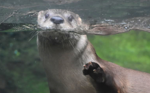 Wildlife Behind the Scenes!
