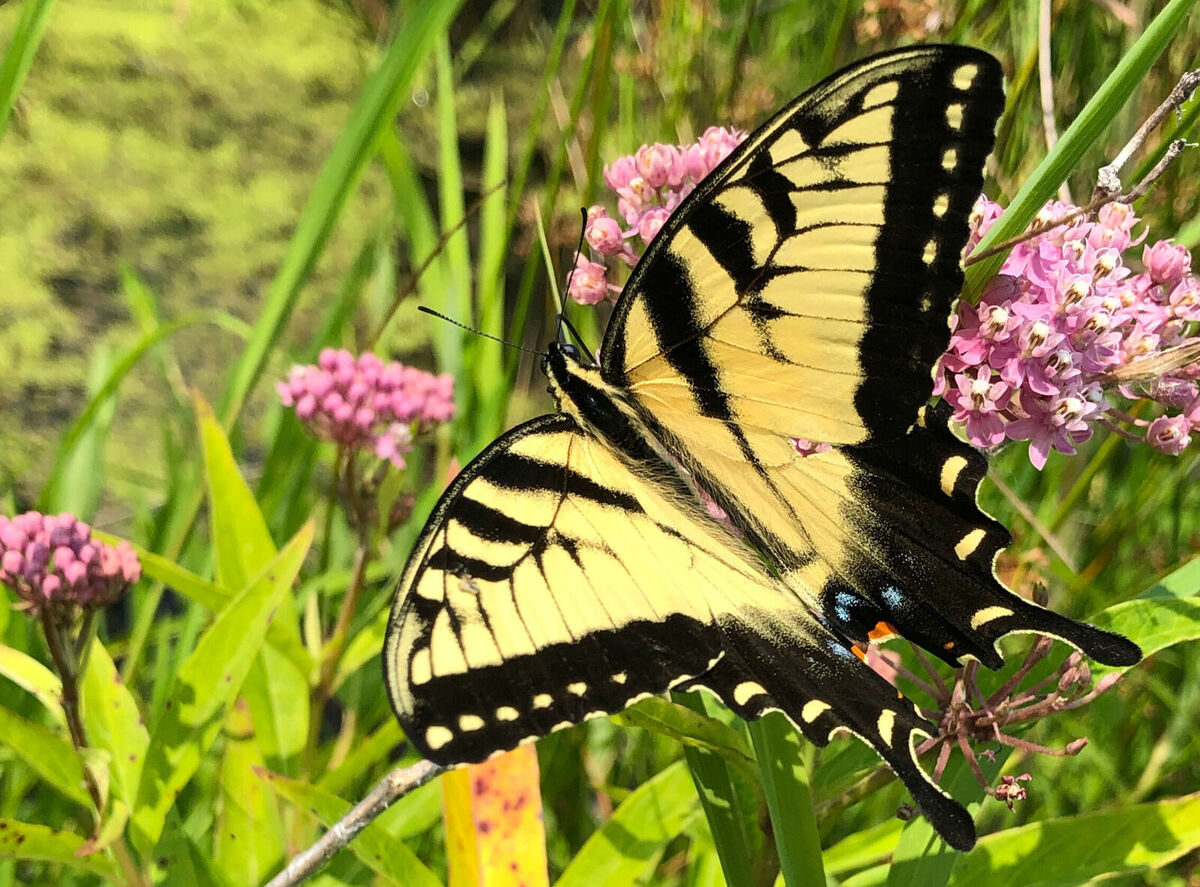 mentor-marsh-guided-nature-hike-summer-wetlands