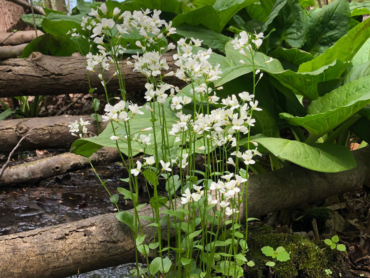mentor-marsh-guided-nature-hike-wetland-wonders