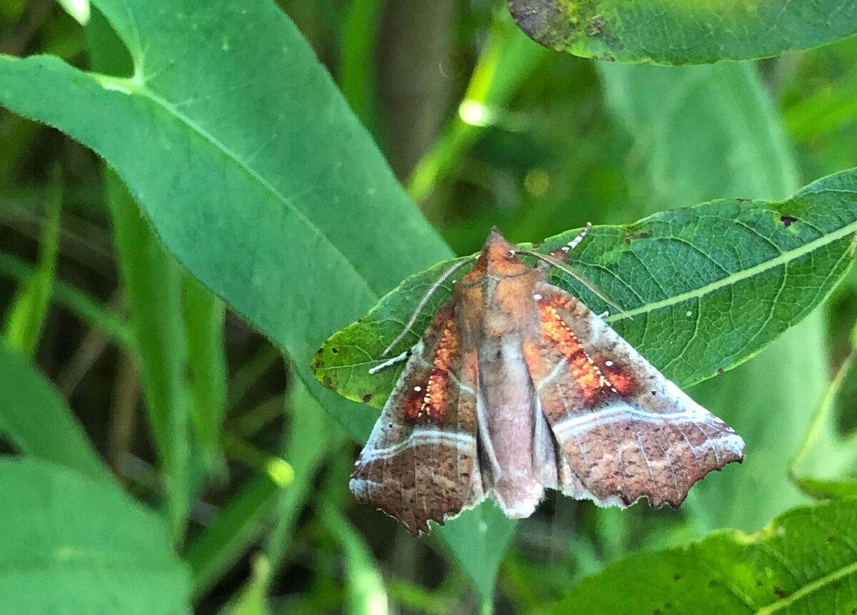 mentor-marsh-guided-nature-hike-happy-national-moth-week