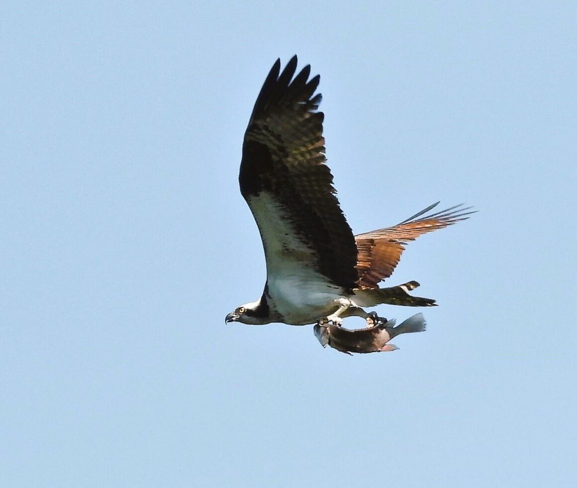 mentor-marsh-guided-nature-hike-avian-adventures