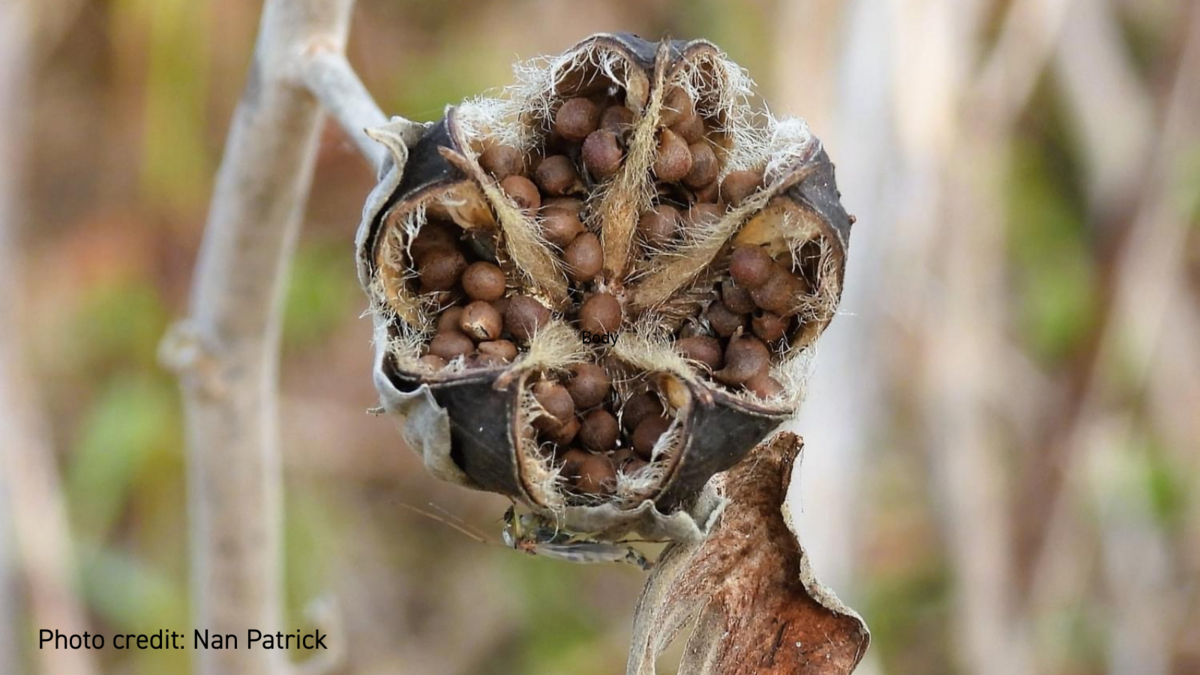 mentor-marsh-guided-nature-hike-seed-collecting