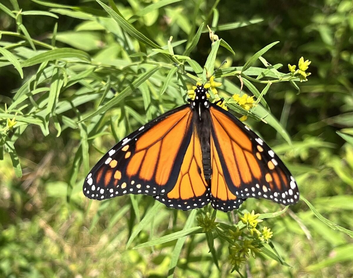 mentor-marsh-guided-nature-hike-butterfly-bug-hunt