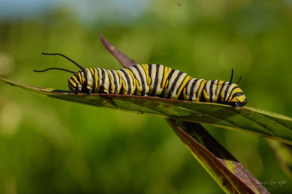 mentor-marsh-guided-nature-hike-caterpillar-hunt