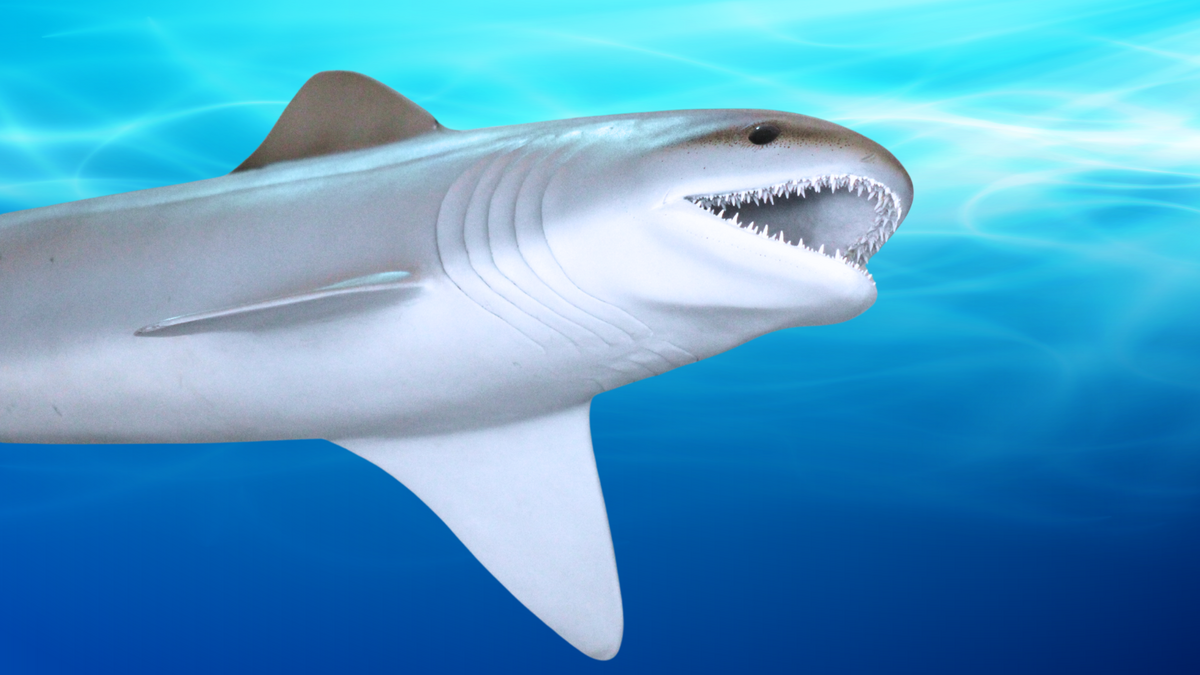 museum-family-day-shark-shenanigans