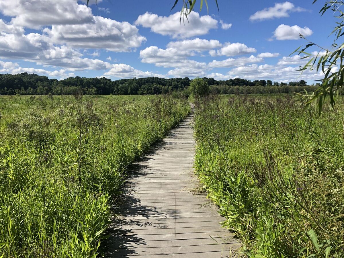 mentor-marsh-guided-nature-hike-dog-days-of-summer