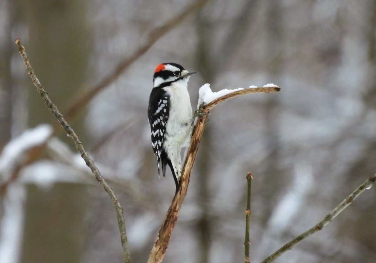 special-second-sunday-program-winter-birding