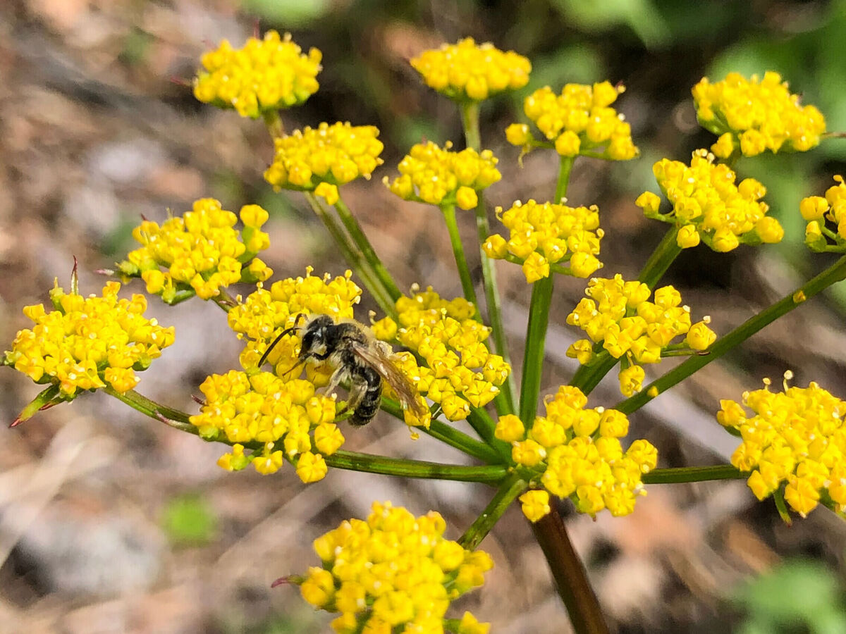 mentor-marsh-guided-nature-hike-native-bees-and-spring-blooms