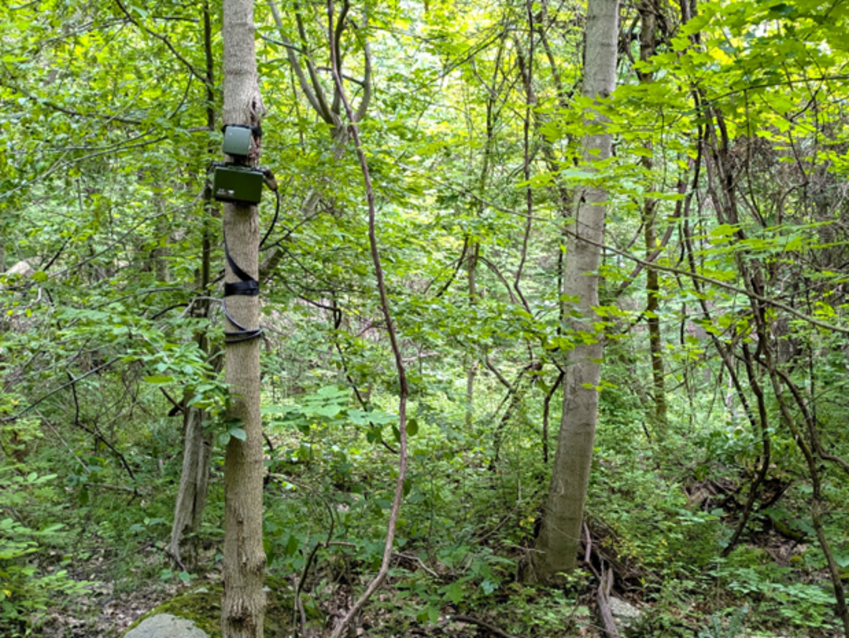 friends-of-cmnh-science-series-spying-for-science