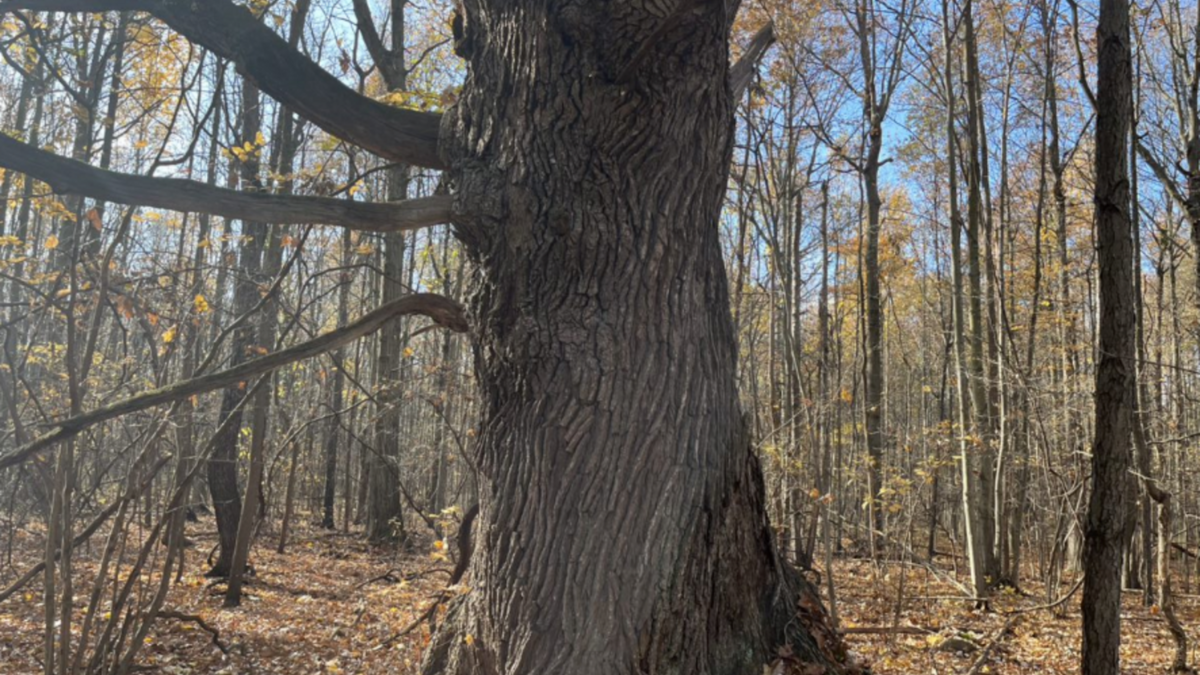 natural-areas-field-trip-exploring-south-geneva-swamp-canceled