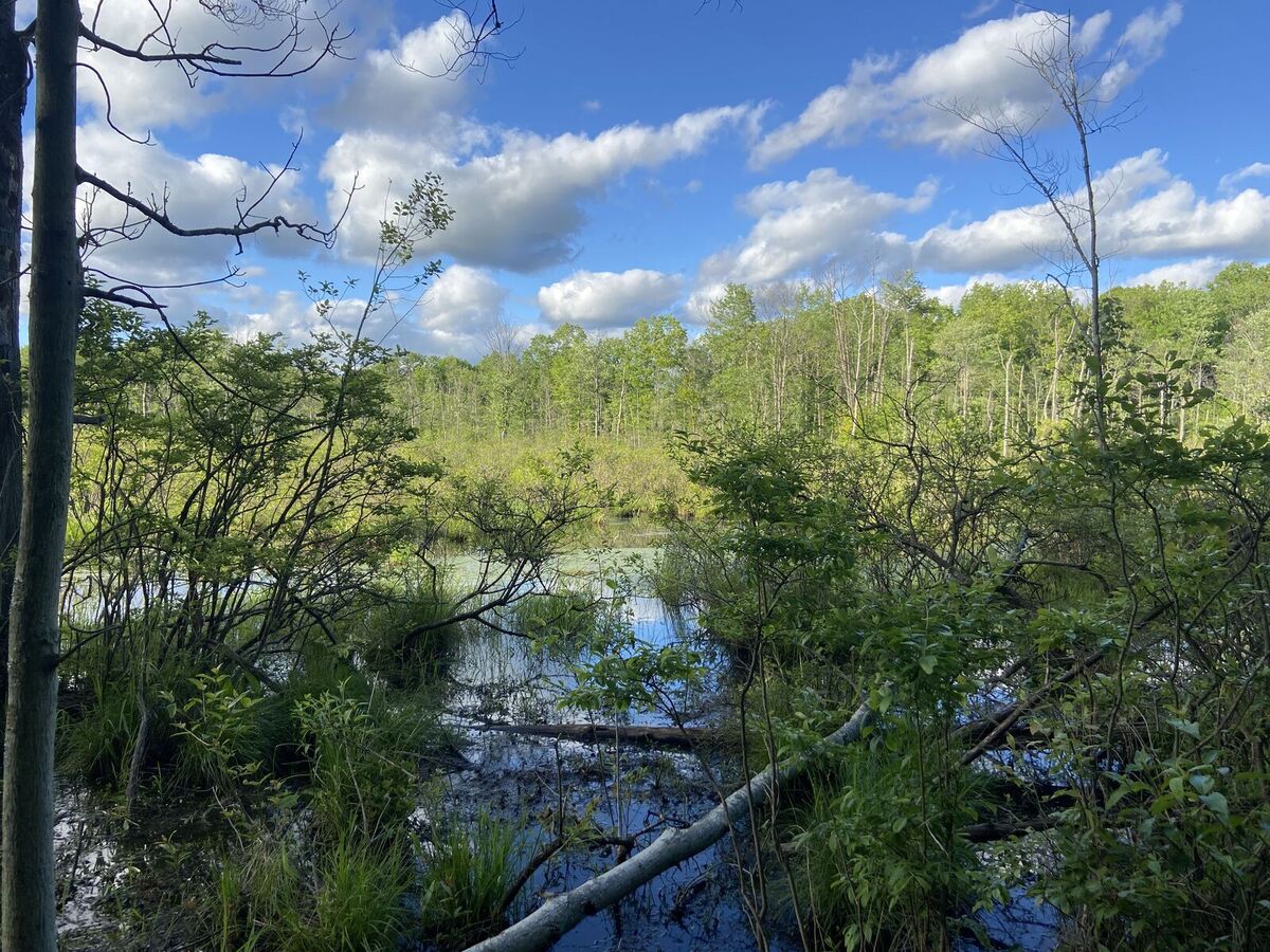 city-nature-challenge-slog-at-a-bog-a-field-trip-to-north-bend-bog