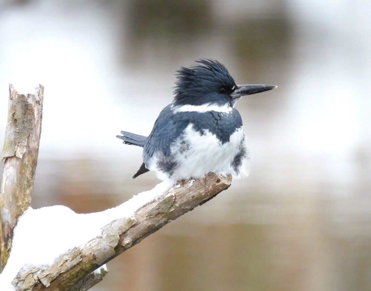 mentor-marsh-guided-nature-hike-celebrate-world-wetlands-day