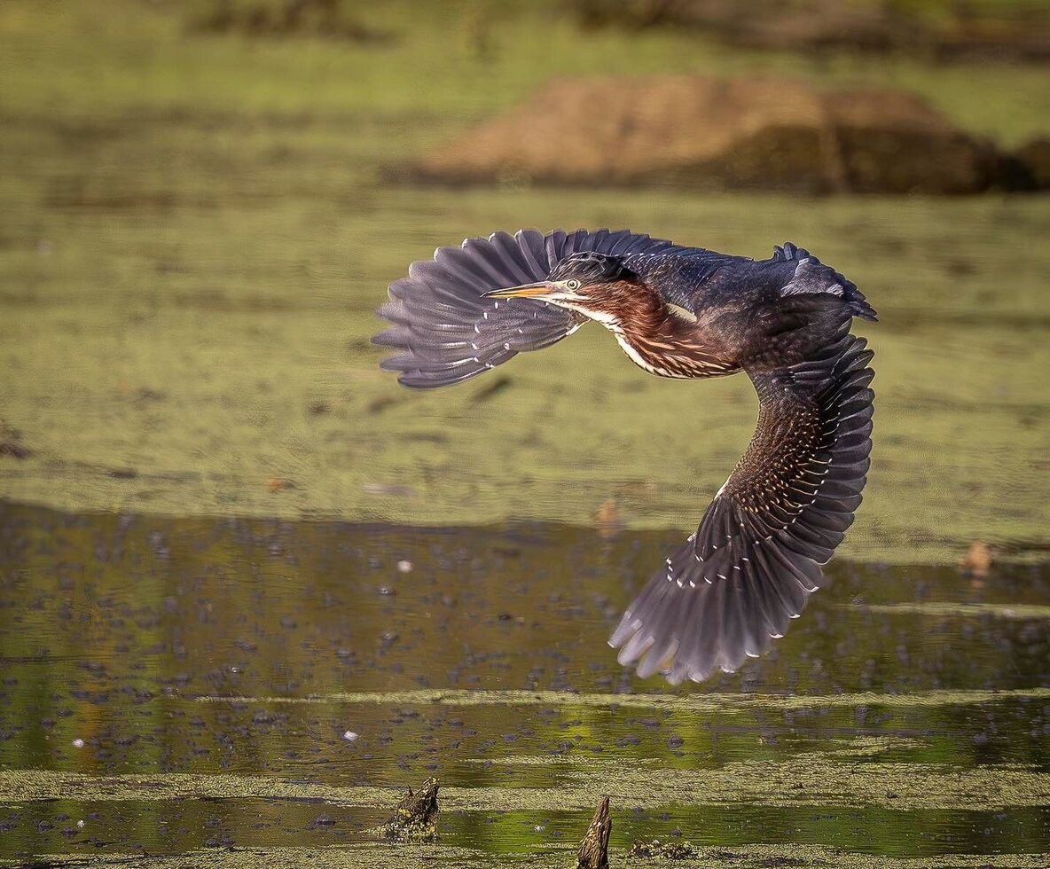 headlands-birding-festival