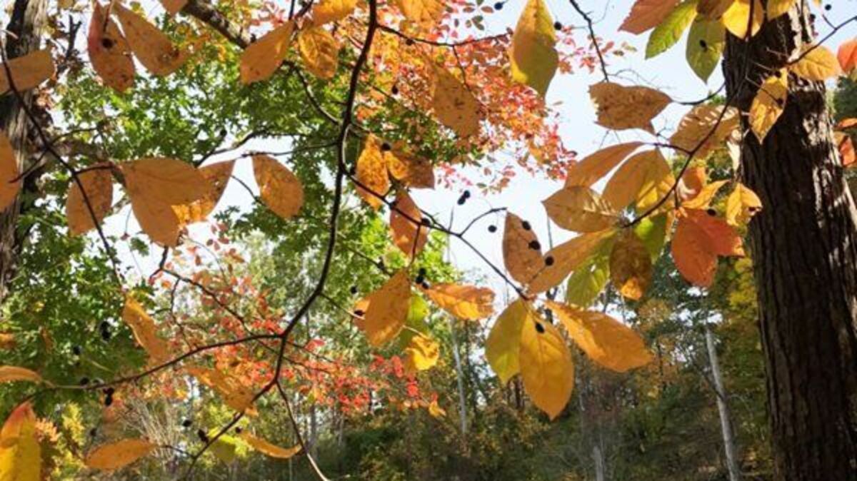 mentor-marsh-guided-nature-hike-zimmerman-trail