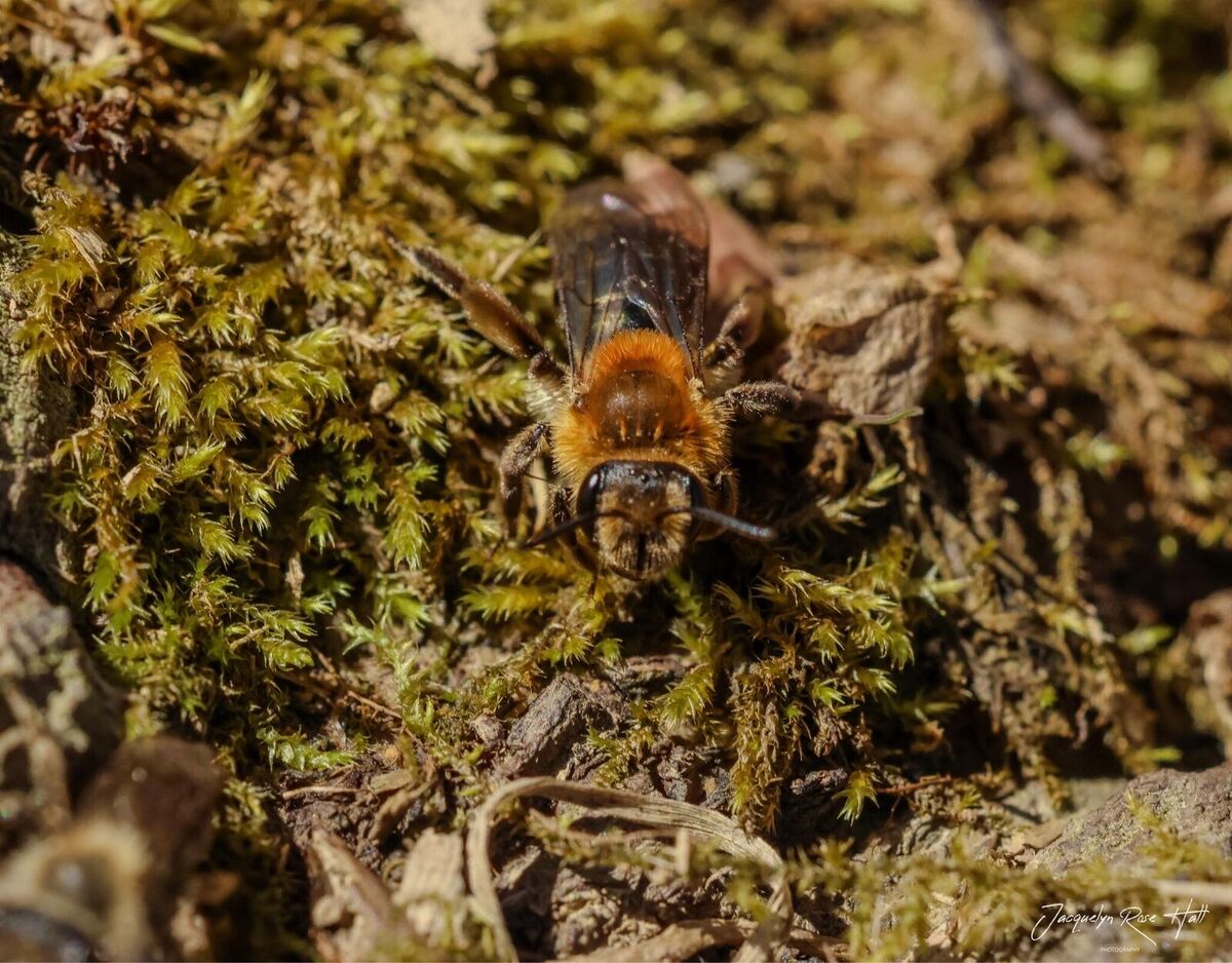 mentor-marsh-guided-nature-hike-whats-the-buzz-on-native-bees