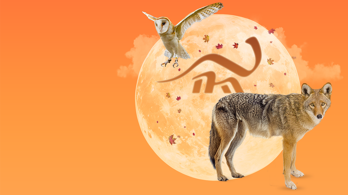 owls-howls