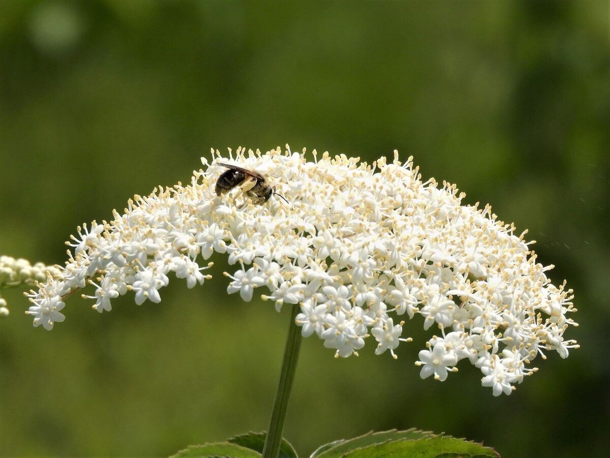 mentor-marsh-guided-nature-hike-power-of-pollinators