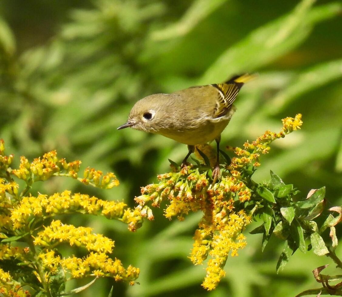 2026-headlands-birding-festival