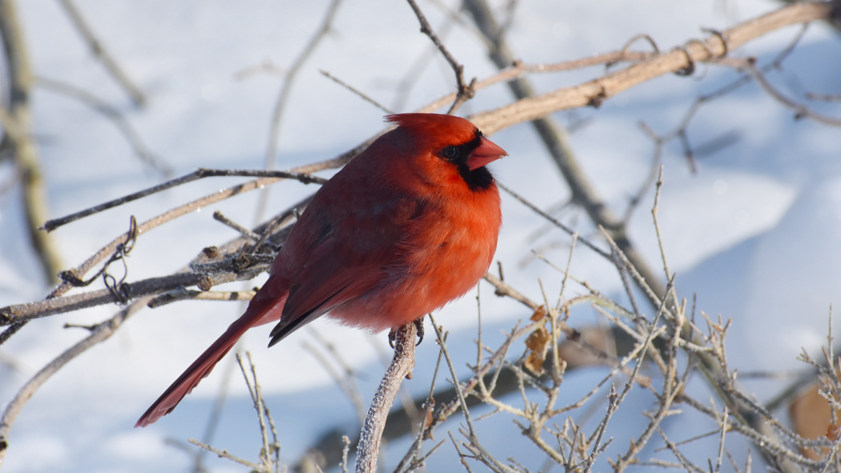 special-second-sunday-program-winter-birding