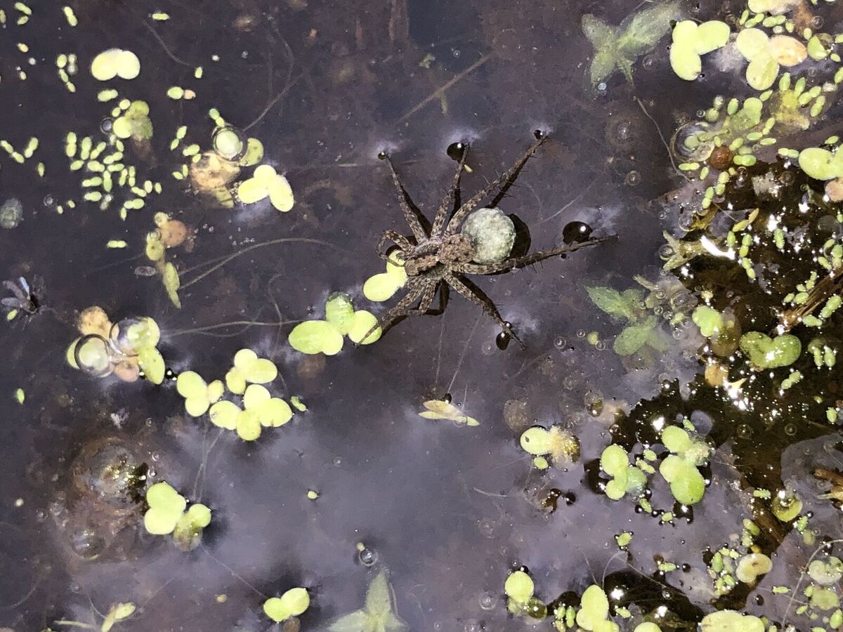 mentor-marsh-guided-nature-hike-spiders-oh-my