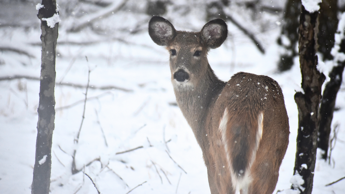 mentor-marsh-second-saturday-science