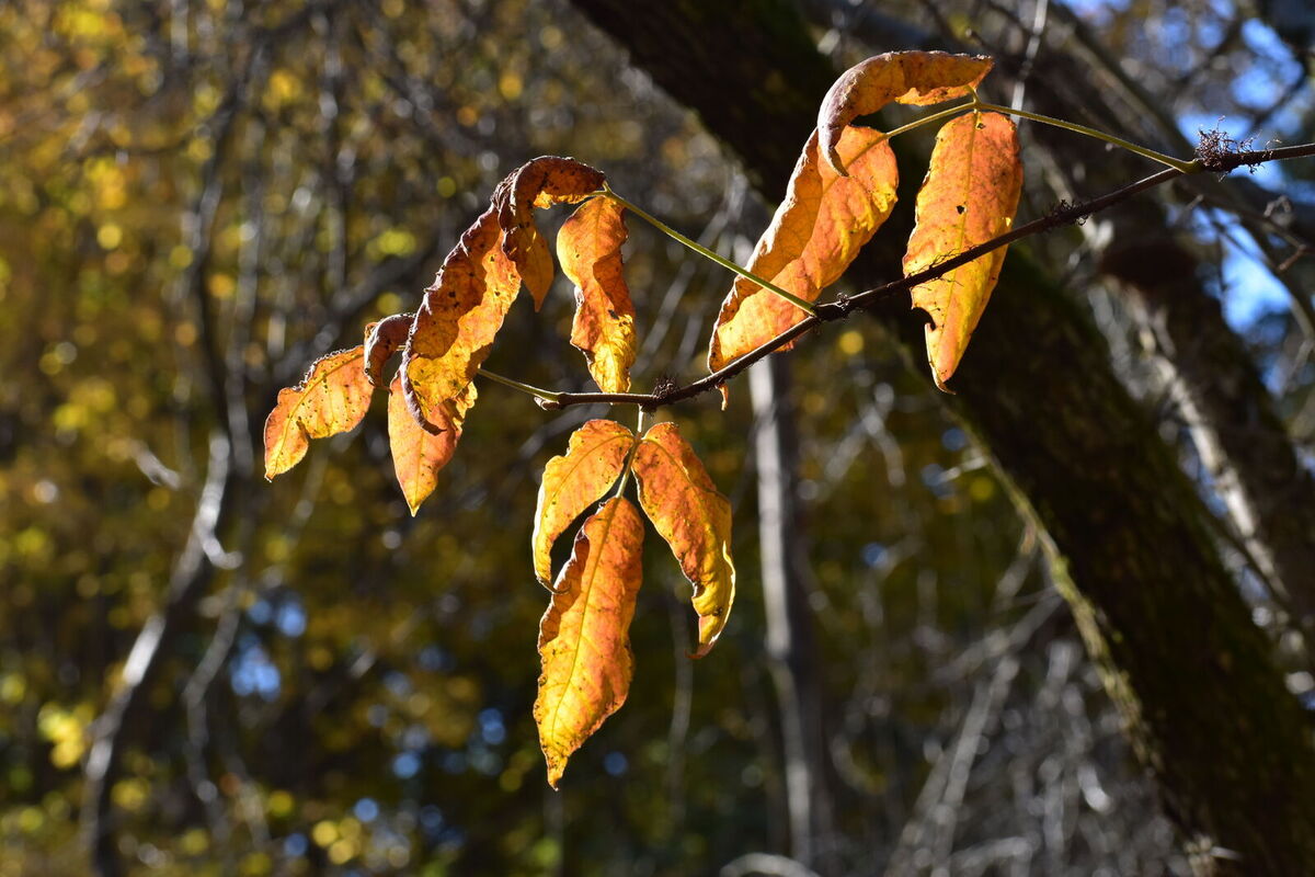 mentor-marsh-second-saturday-science