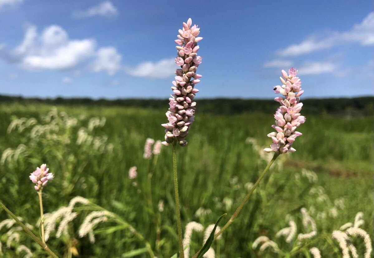 mentor-marsh-guided-nature-hike-summers-spectacular-wildflowers