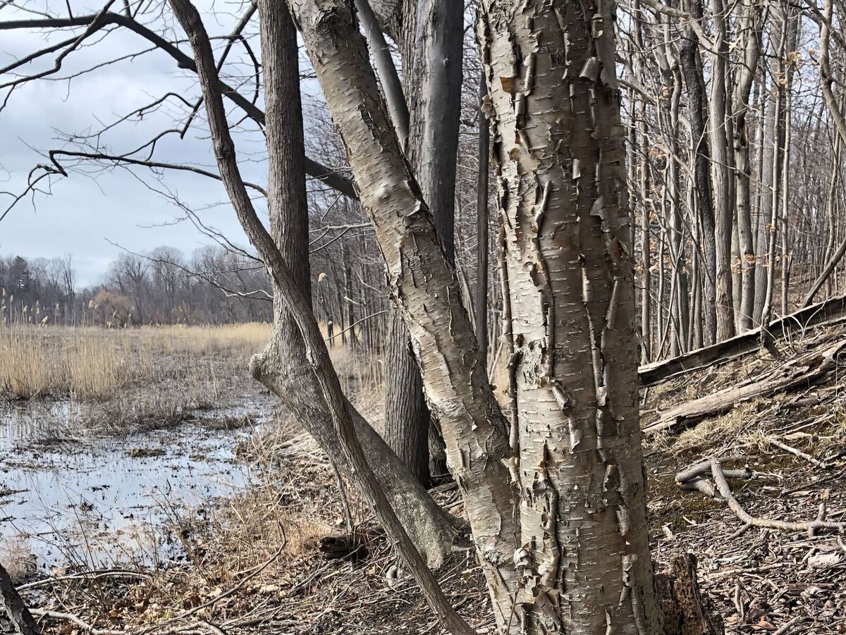 mentor-marsh-guided-nature-hike-winter-tree-identification