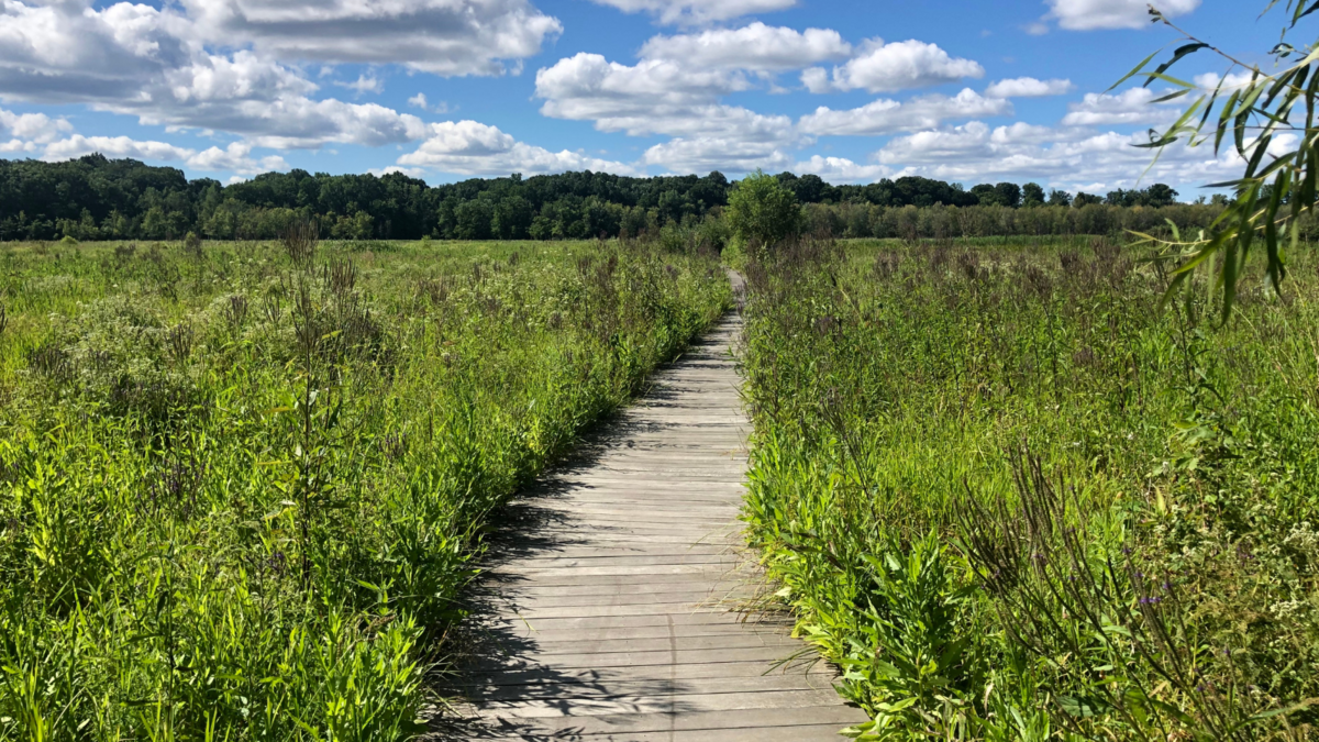mentor-marsh-guided-nature-hike-dog-days-of-summer
