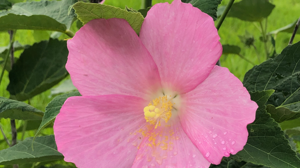 mentor-marsh-guided-nature-hike-summer-wildflowers