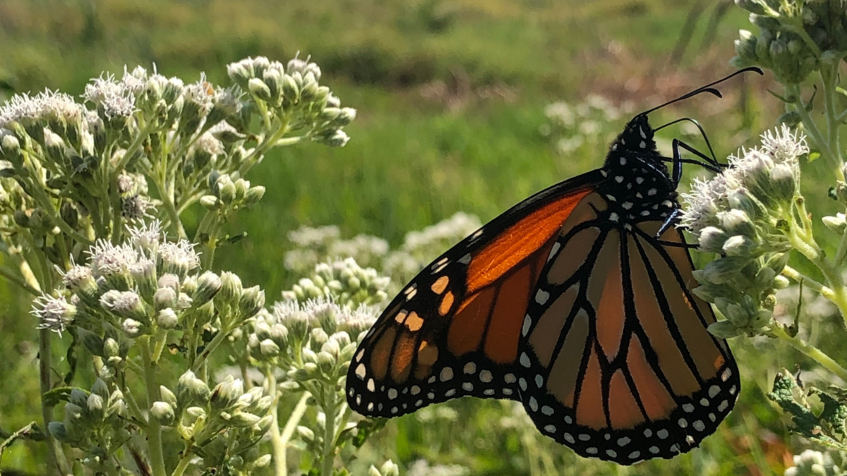 mentor-marsh-guided-nature-hike-monarch-mania