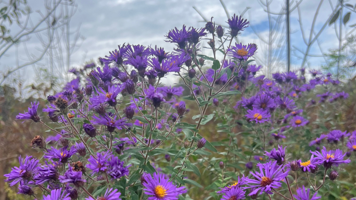 mentor-marsh-guided-nature-hike-fall-wildflowers