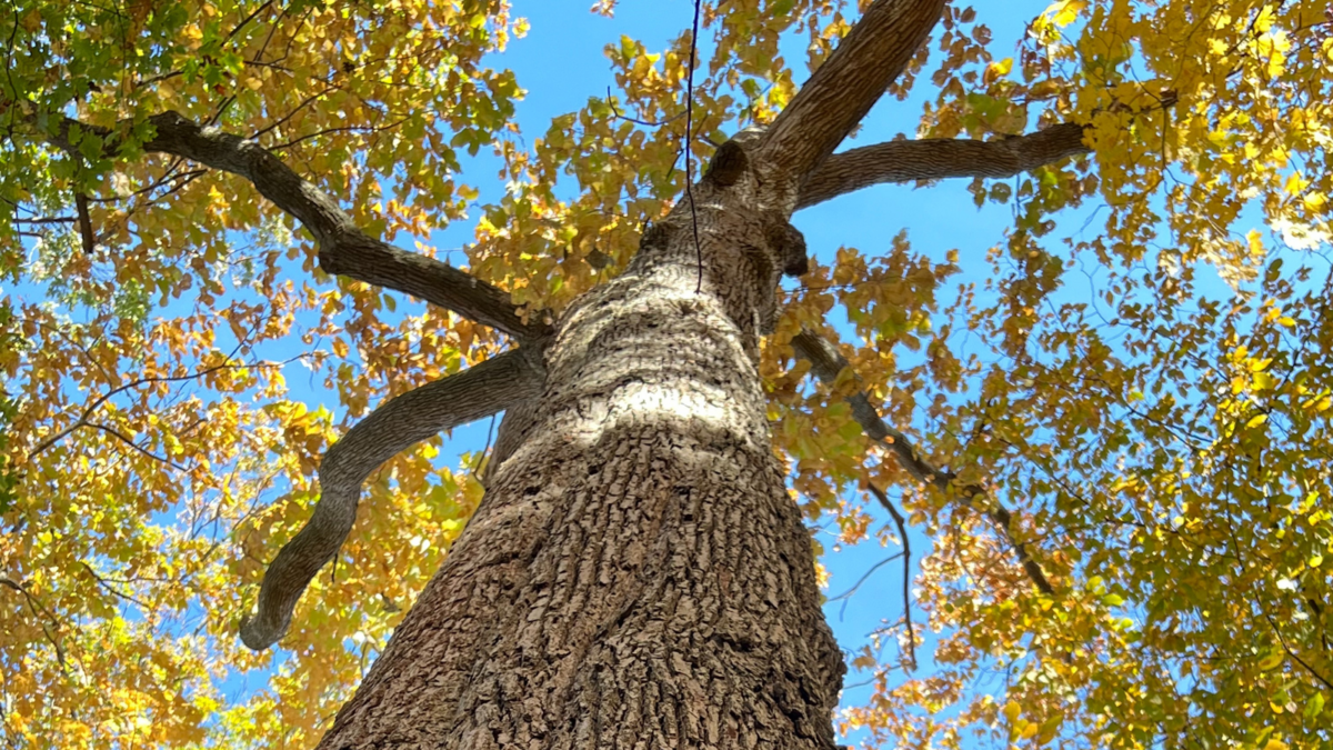 mentor-marsh-guided-nature-hike-big-trees-at-the-marsh