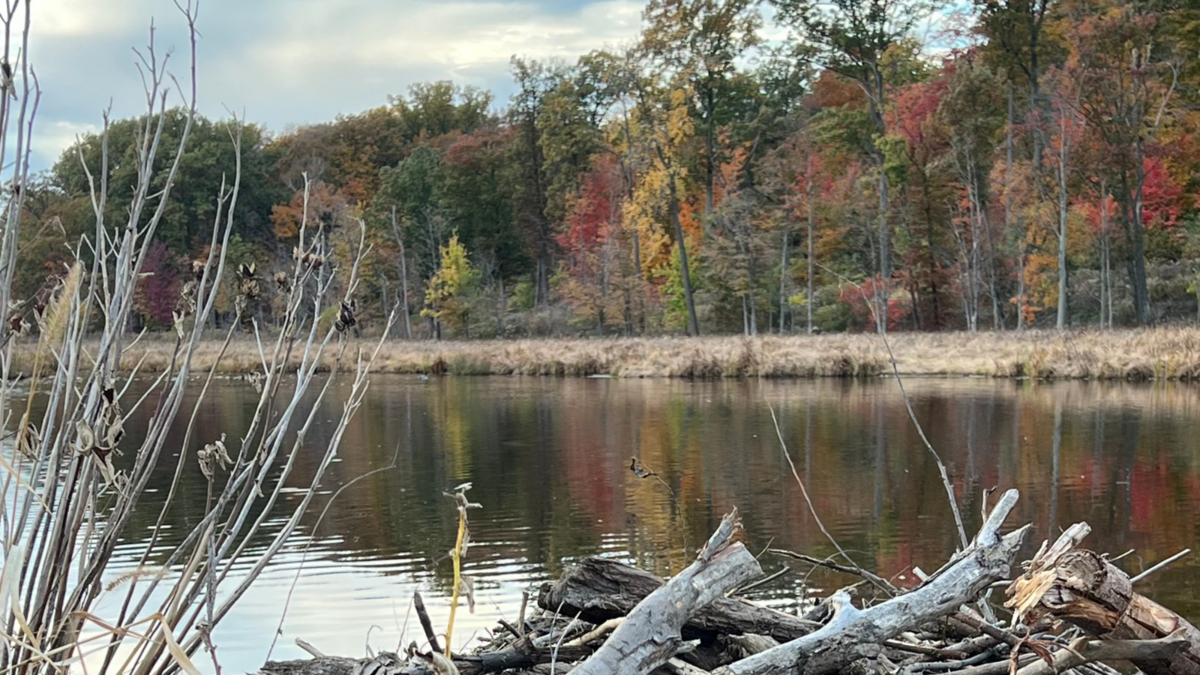 mentor-marsh-guided-nature-hike-marsh-marvels