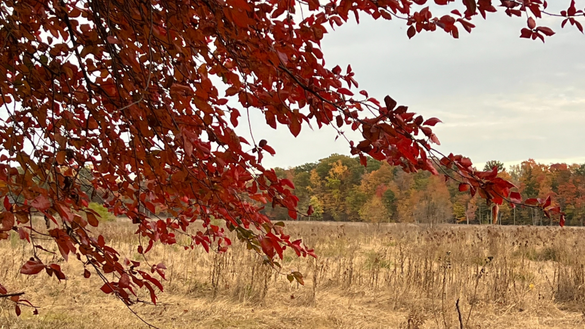 mentor-marsh-guided-nature-hike-fall-foliage